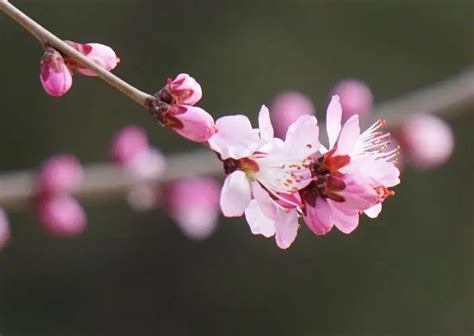 防桃花|烂桃花出现不要紧，三招儿教你如何斩断烂桃花